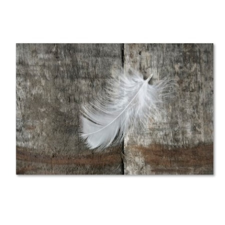 Cora Niele 'White Feather On Rough Wood' Canvas Art,16x24